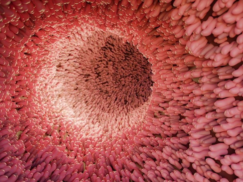 3d render of inner intestine with plica and villi. human digestive anatomy