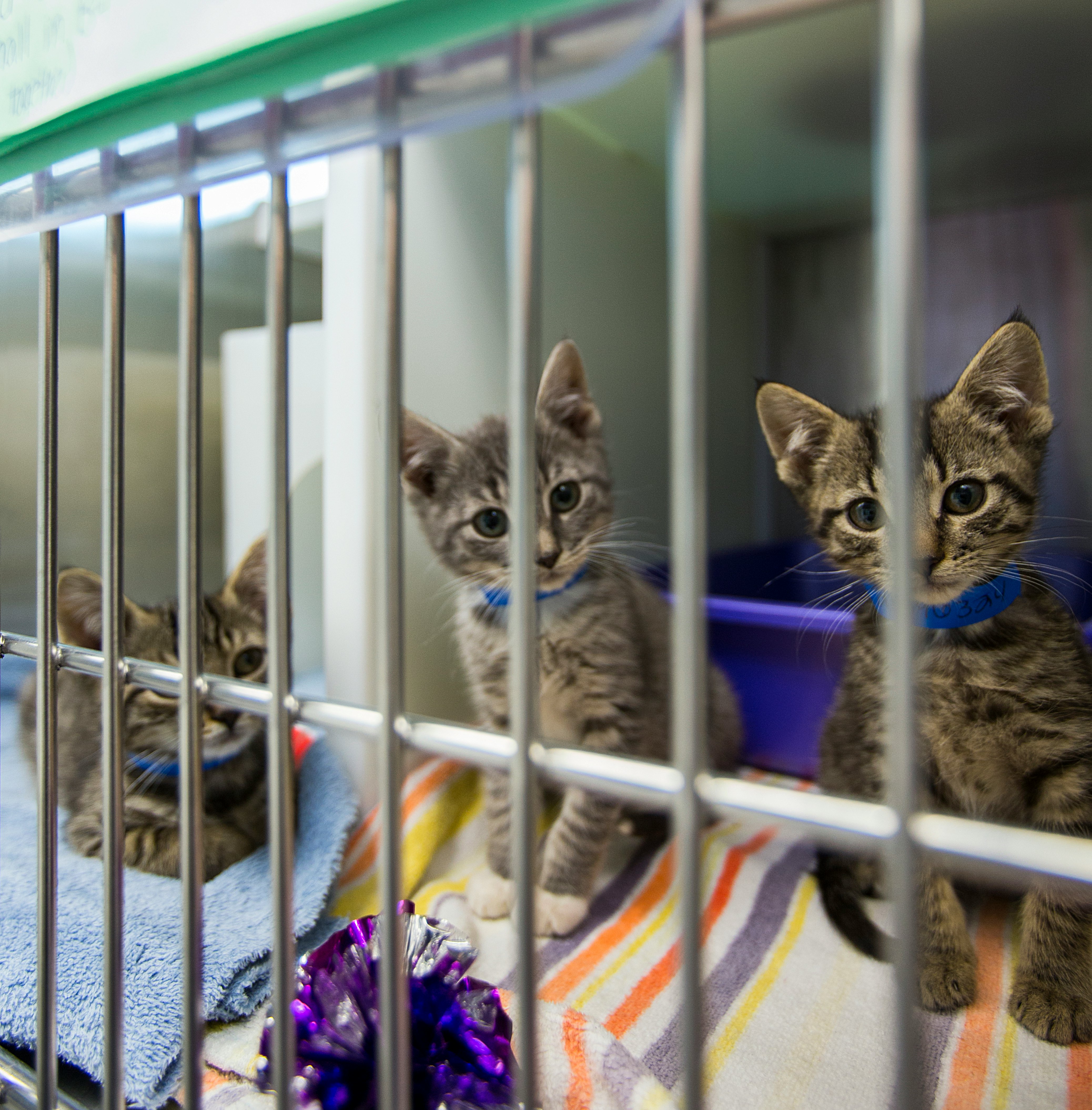 Are Stainless Steel Litter Boxes Better? Two Vets Weigh In