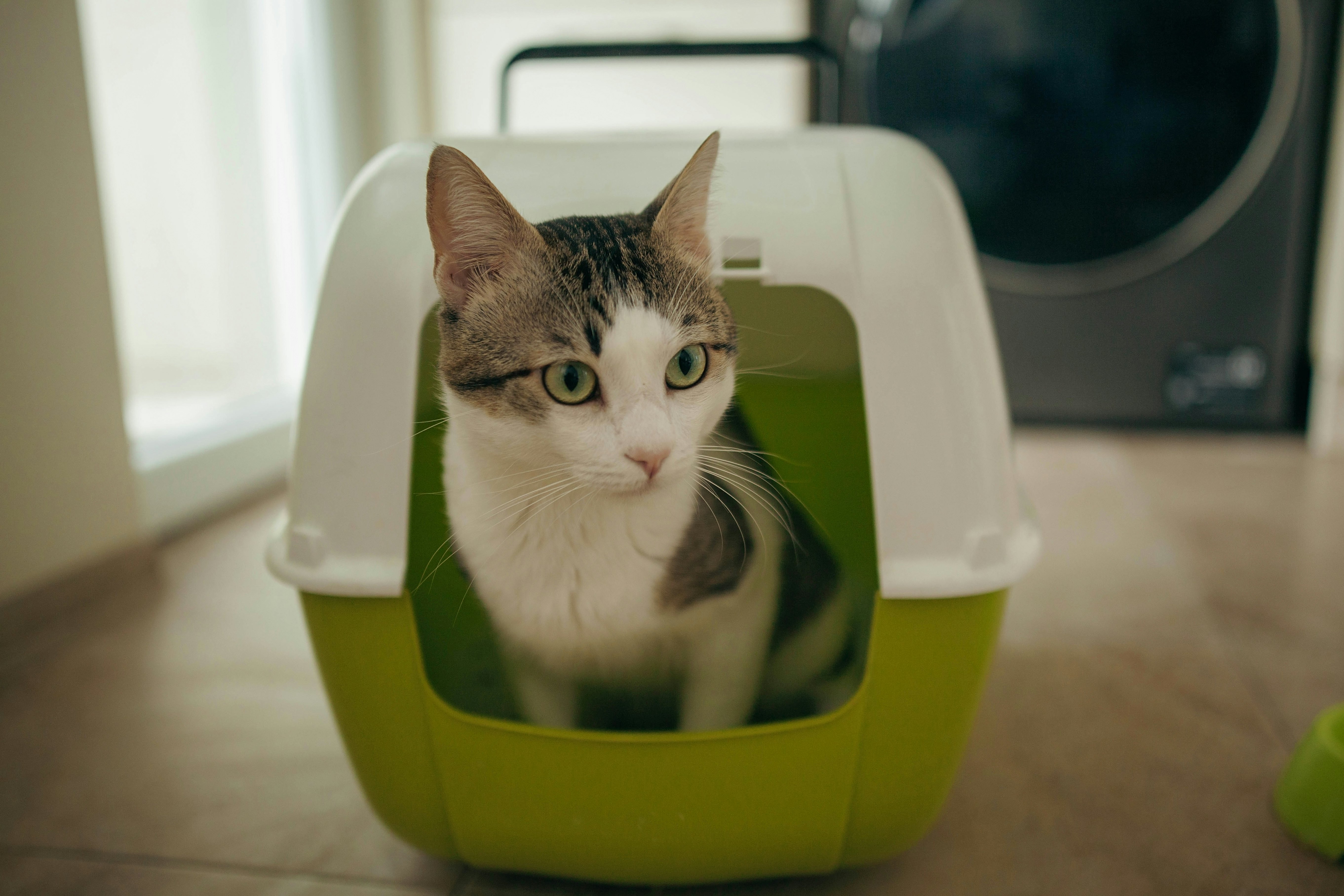 Are Stainless Steel Litter Boxes Better? Two Vets Weigh In