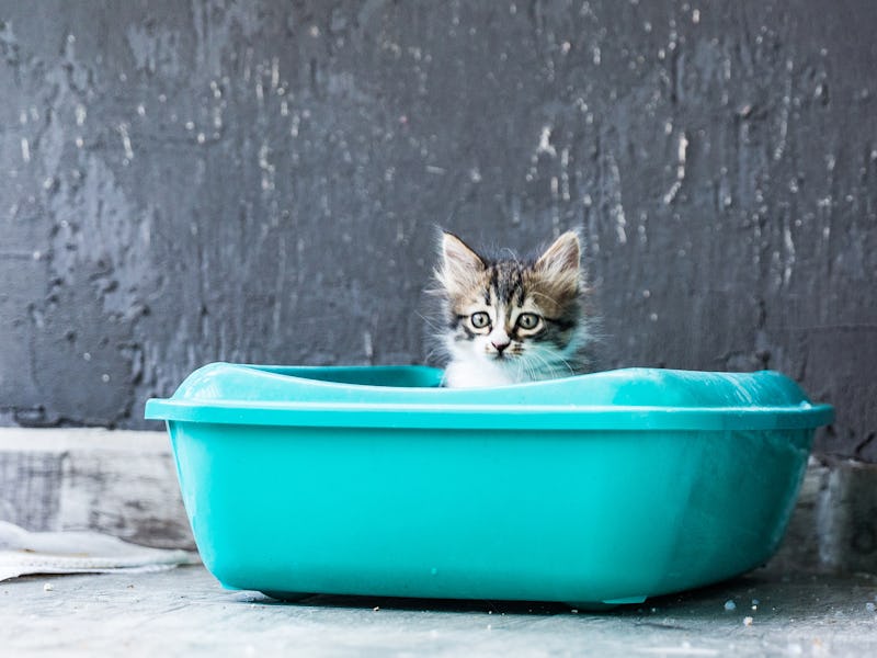Little Siberian Breed Cat Sitting in Litter Box