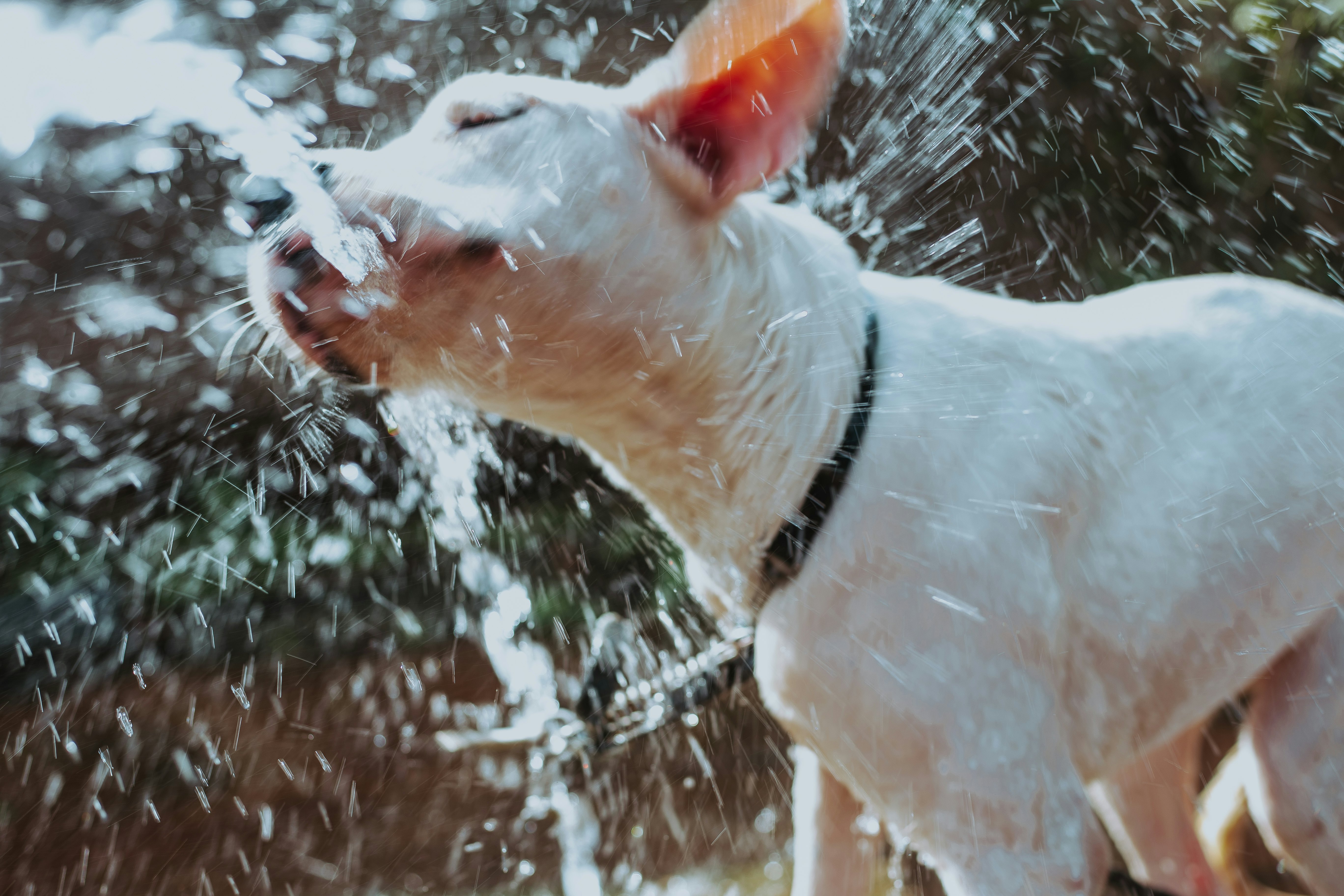 Is Cold Water Better For Your Dog? A Vet Reveals a Hidden Trick to Get Your Pup to Hydrate