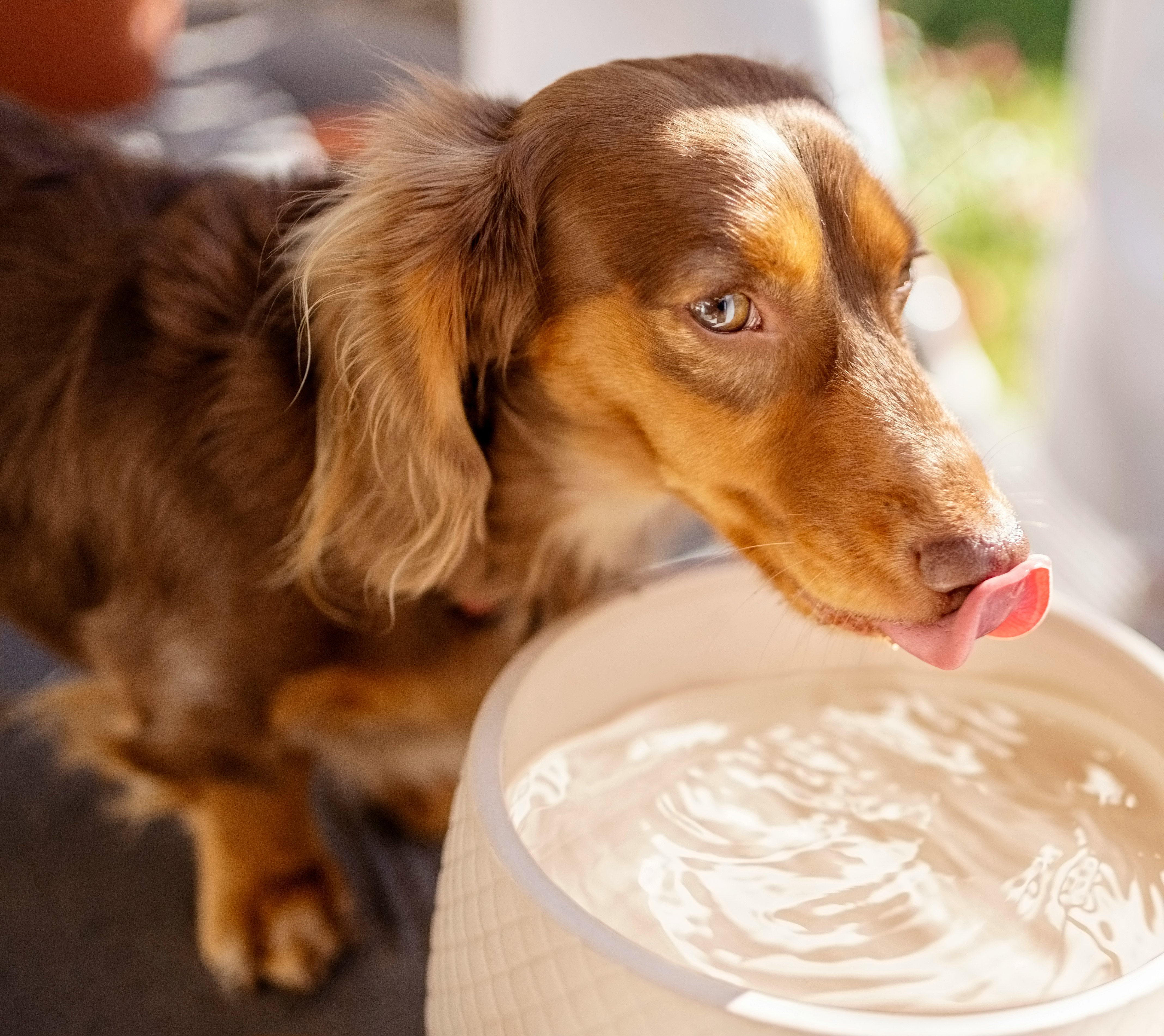 Is Cold Water Better For Your Dog? A Vet Reveals a Hidden Trick to Get Your Pup to Hydrate