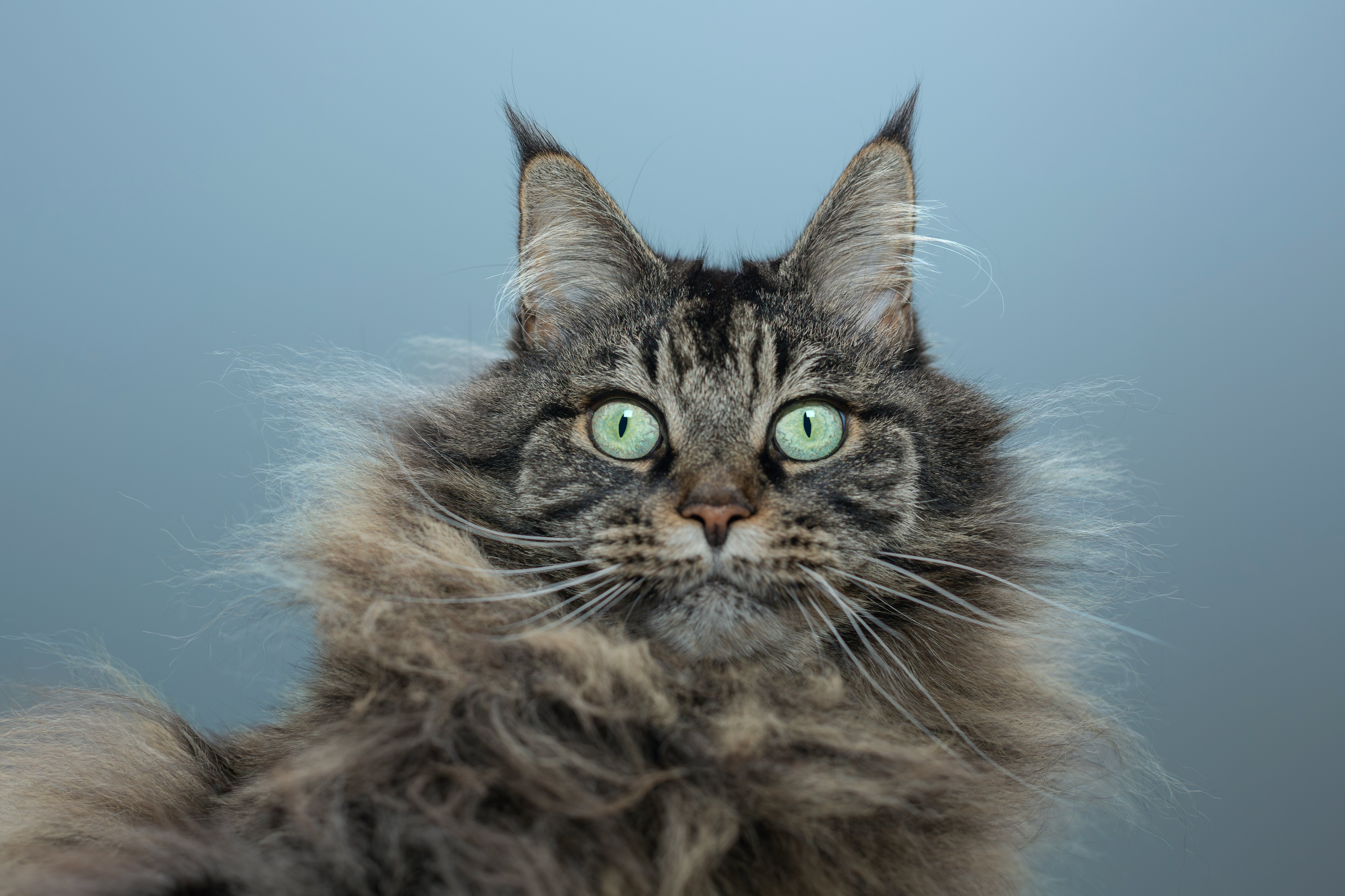 Does My Cat Need A Haircut? Here’s What A Vet Says About Feline Grooming