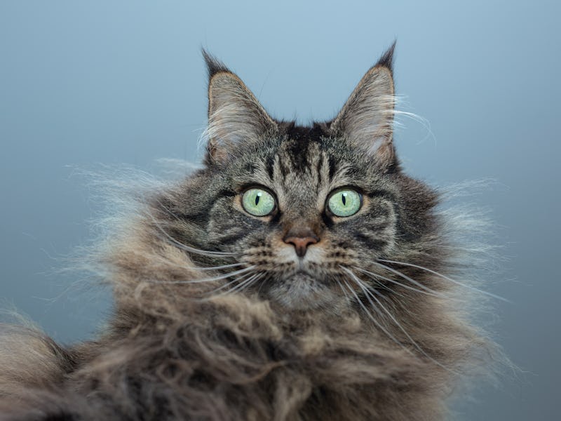 Fluffy Maine Coon cat looking down on me while I shoot up towards her messy little furry face again...