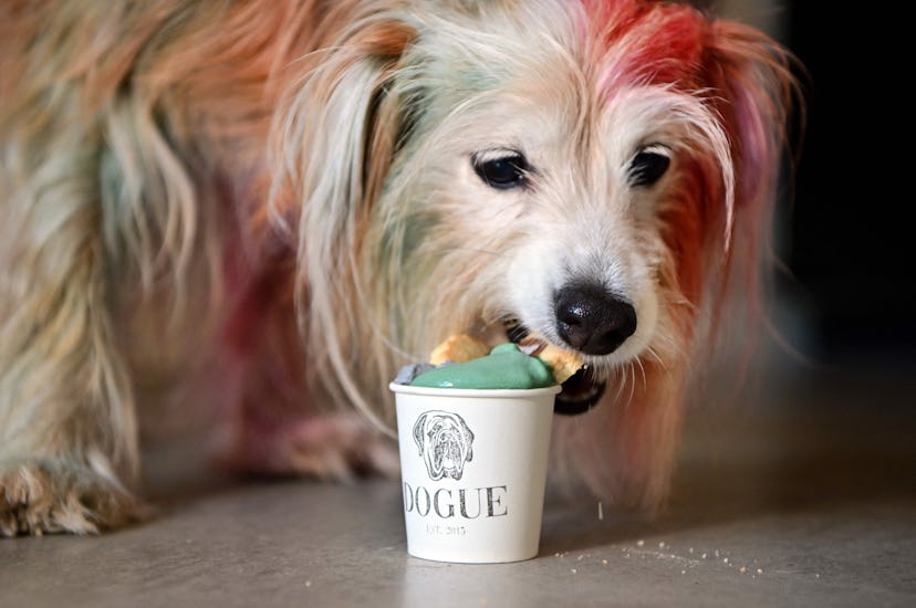 MJ, a terrier mix, eats a dogguccino at Dogue, a restaurant for dogs in San Francisco in 2022.