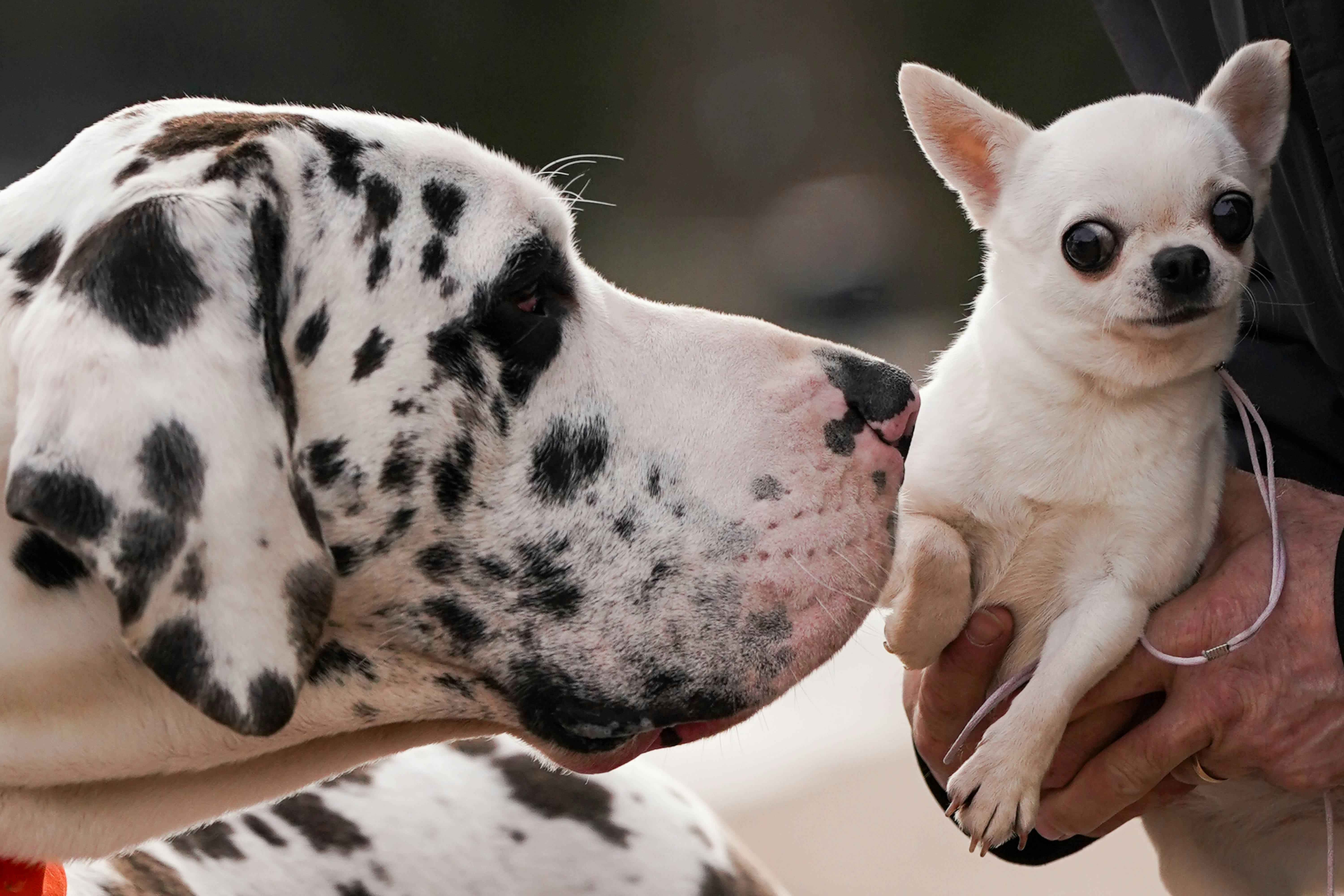 A Harlequin Great Dane named H and a Chihuahua named Boo in Birmingham.