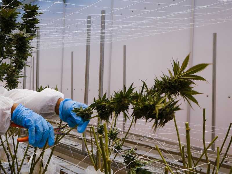 Cannabis plants harvested in a greenhouse. Photographer: Eva Marie Uzcategui/Bloomberg
