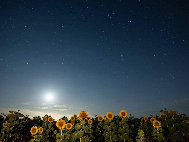 GUADALAJARA, SPAIN - 2024/08/11: The moon sets in a clear summer night over a sunflowers field durin...