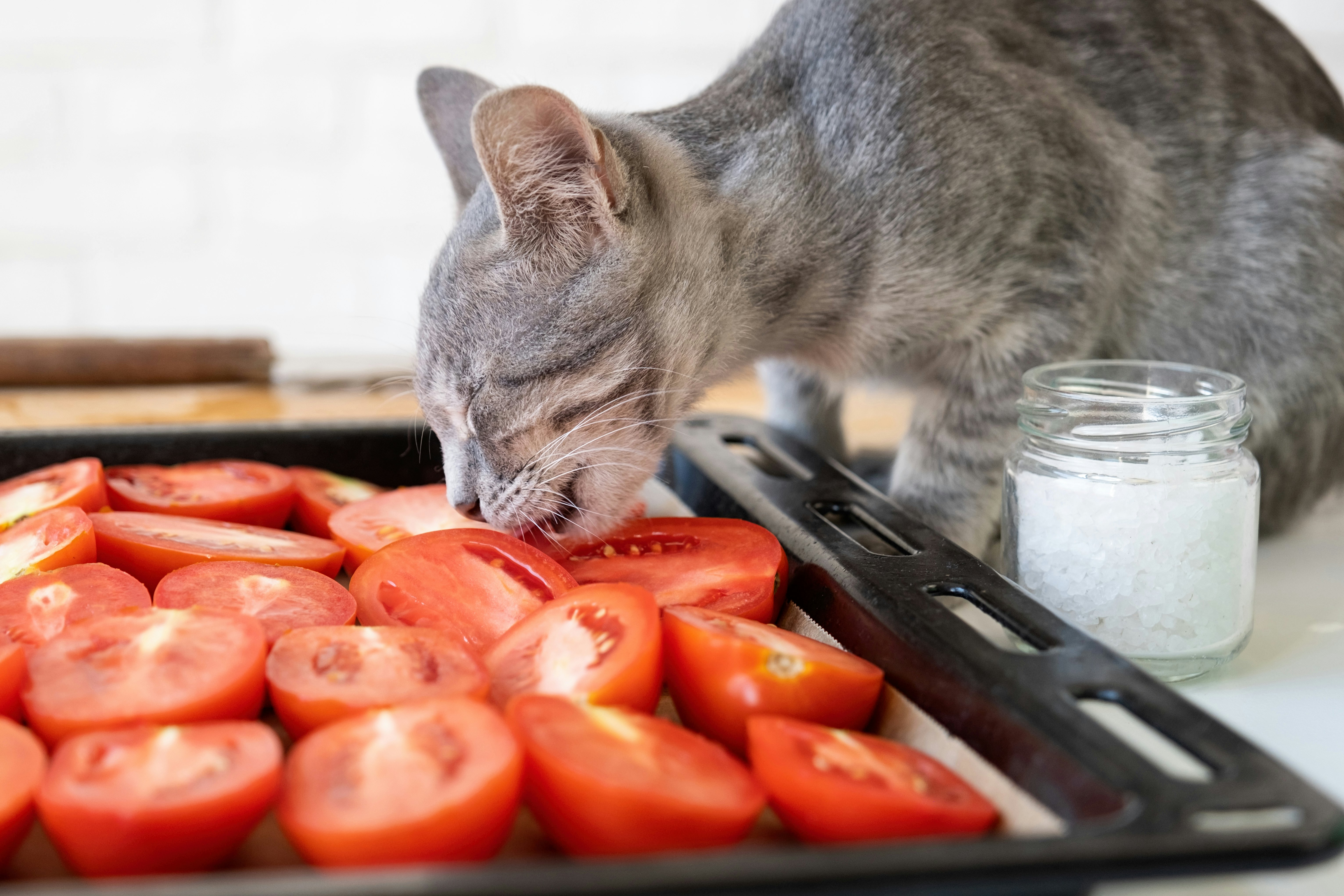 Can my cat eat tomatoes best sale