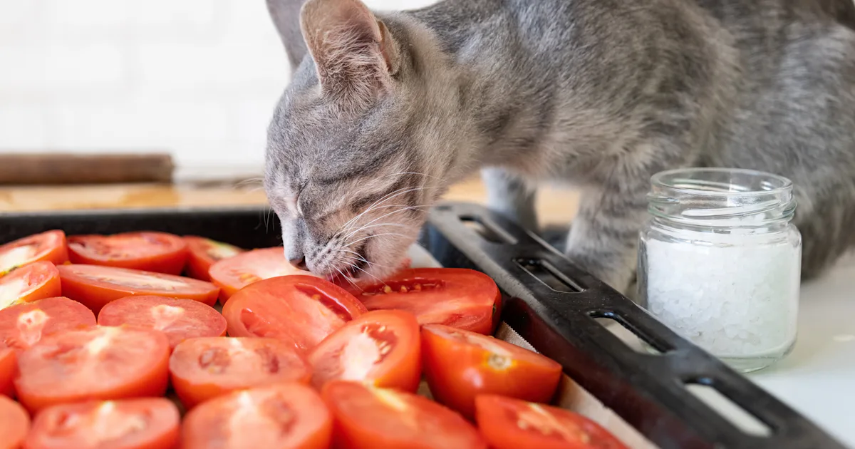 Can My Cat Eat A Plant-Based, Vegan Diet? The Answer Will Surprise You Can My Cat Eat A Plant-Based, Vegan Diet? The Answer Will Surprise You