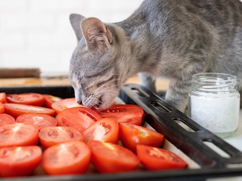 pet allergy. pet diet. small 3 months old kitten licking salt from tomato