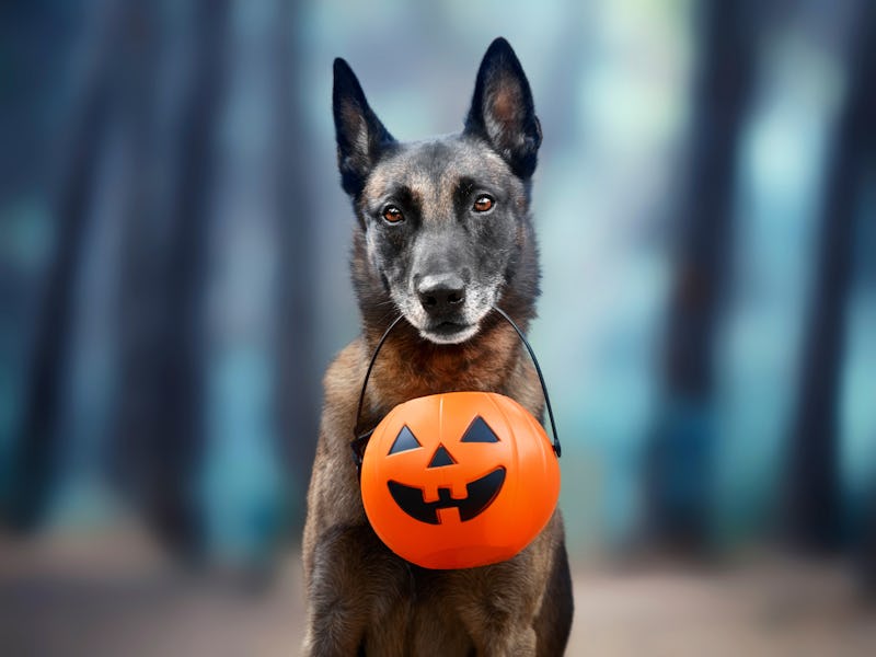 Closeup of a cute malinois dog with a halloween pumpkin in his mouth in a magical forest , halloween...