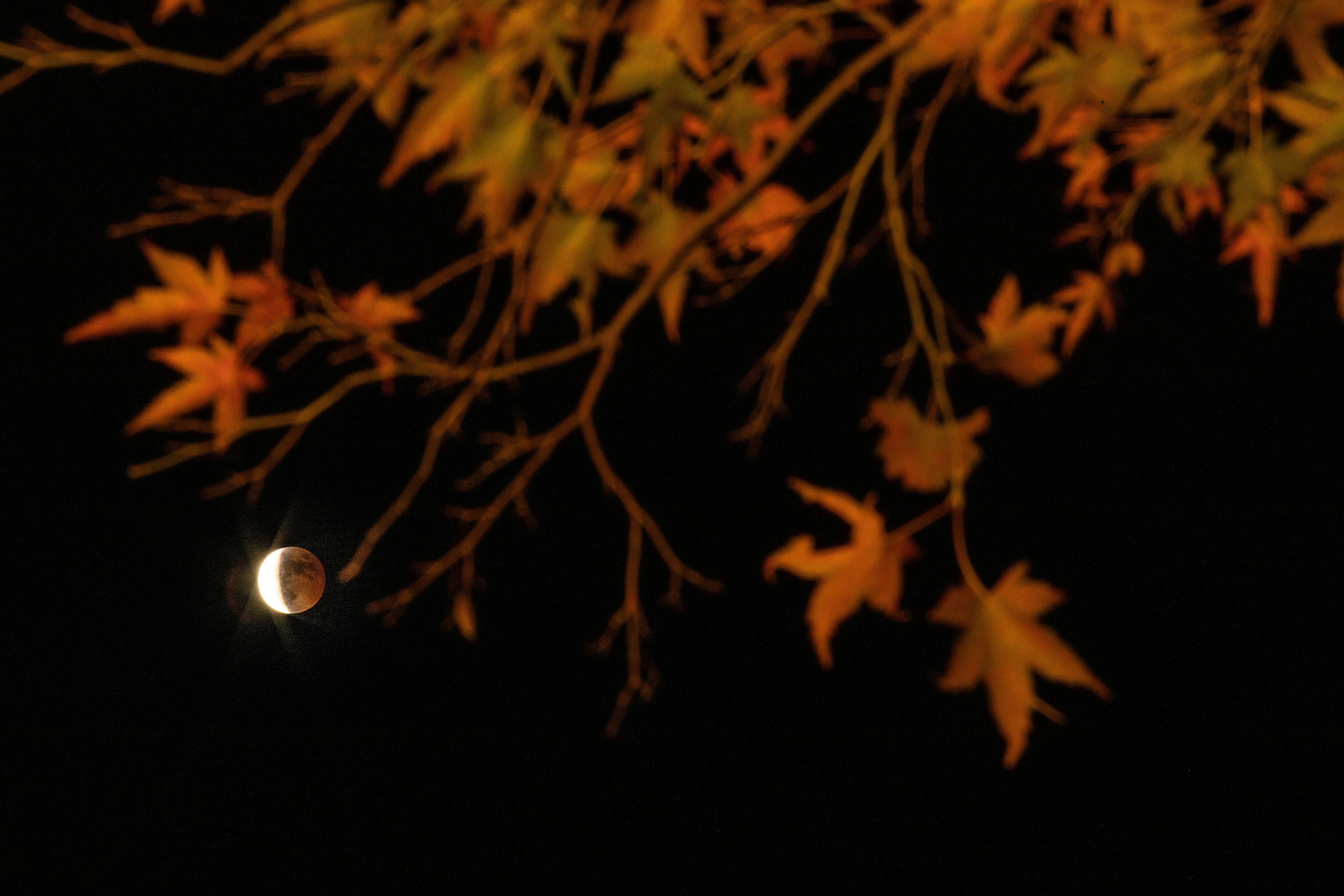 The meaning of eclipse season fall 2024.