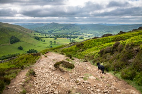 A Border Collie on the stony path leading down from Grindslow Knoll above the Vale of Edale in the P...