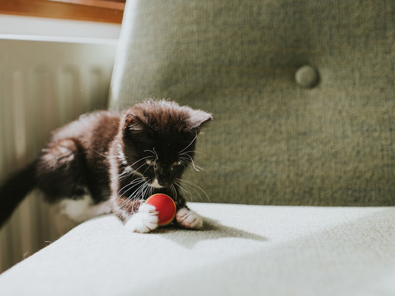 A cute black and white 10 week old kitten plays with a ball in a sunny domestic environment. It grip...