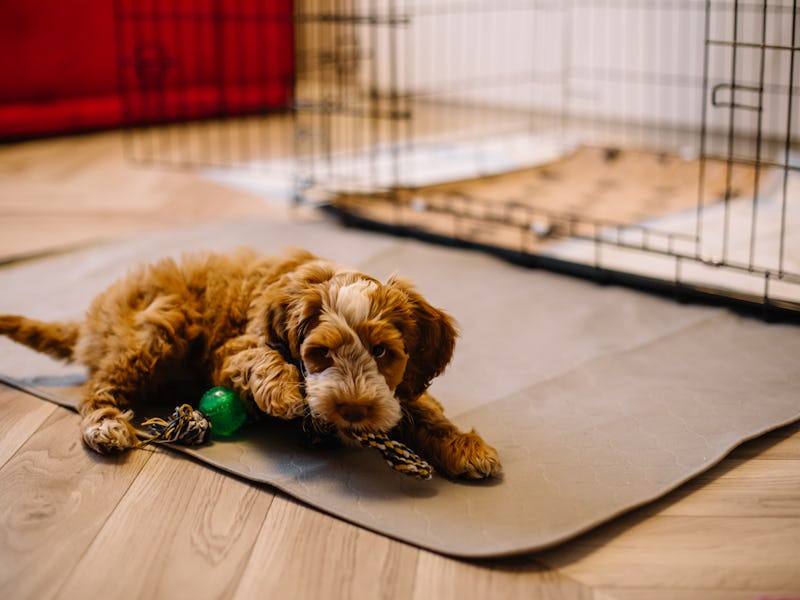 Cute puppy with a colored rope toy in his teeth against the background of dog crate. Young goldendoo...