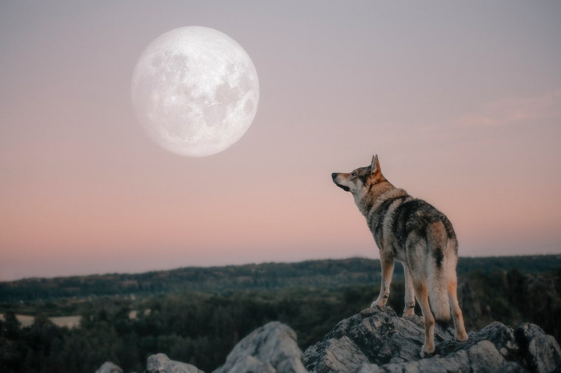 The January 13 Full Wolf Moon's Spiritual Meaning