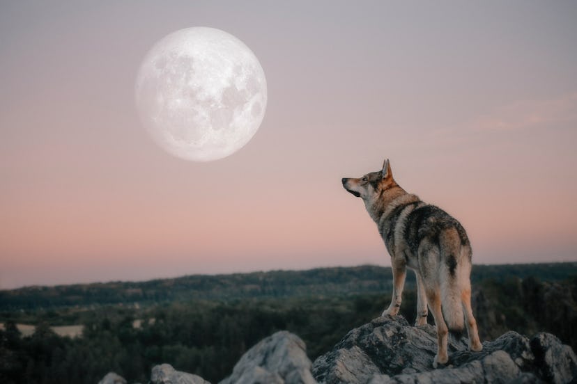 What to know about the full wolf moon.