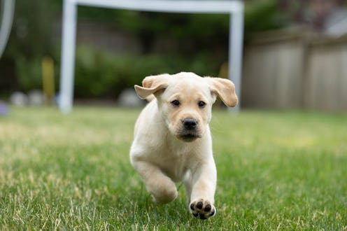 a female puppy yellow labrador retriever dog is learning to run and play in the back yard on grass l...