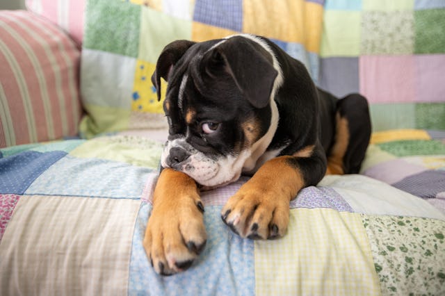 Shy looking Old English Bulldog looking at camera on a quilt, in a story about dogs farting while sl...