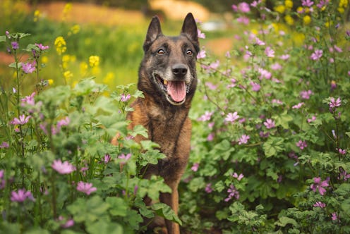 malinois shepherd among flowers