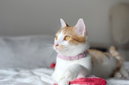 A beautiful white and orange domestic cat with bright yellow eyes wearing a pink collar, resting on ...