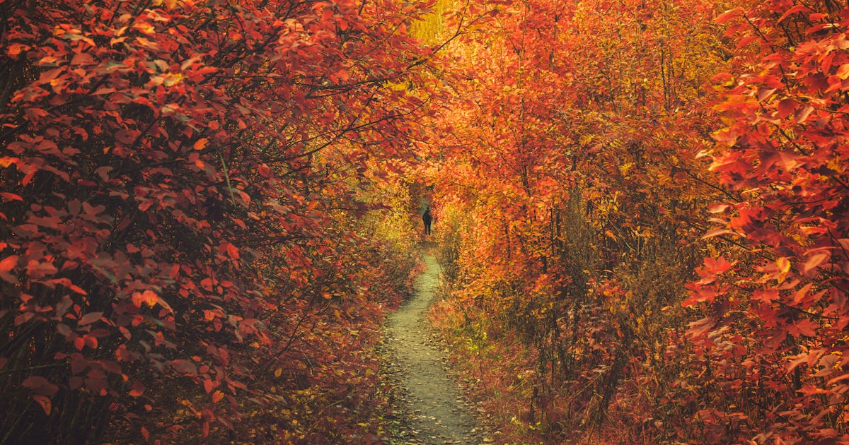 13 Literary Quotes About Fall To Get You Excited That The Season Is ...