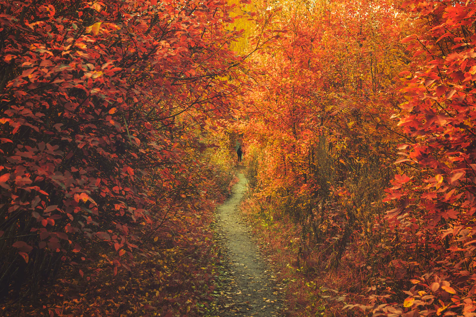13 Literary Quotes About Fall To Get You Excited That The Season Is ...