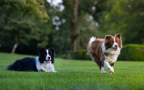 The owner is training his border collie in the park. The black older male and the younger red sister...
