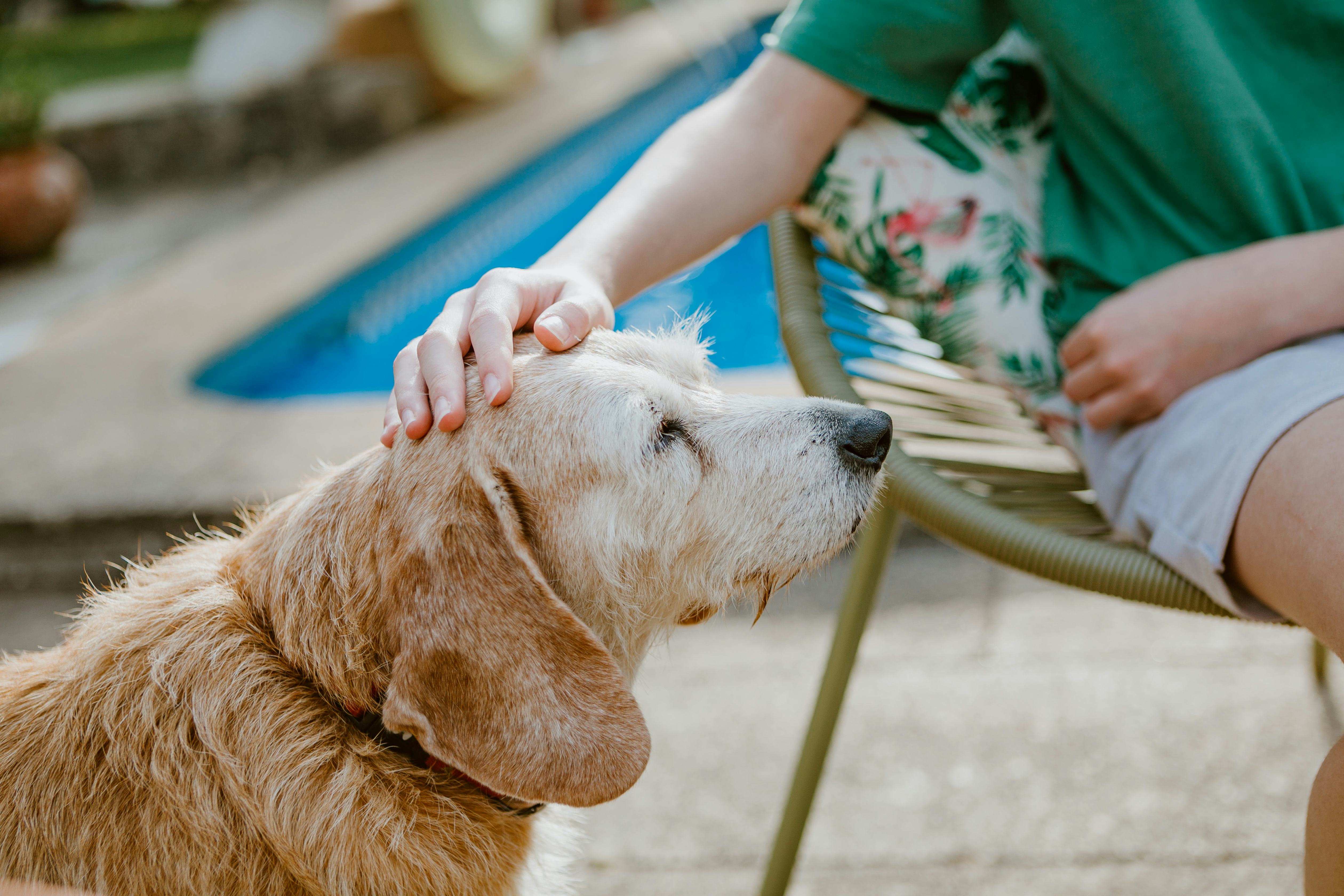 dog owner pets and plays with her outdoors in summer.