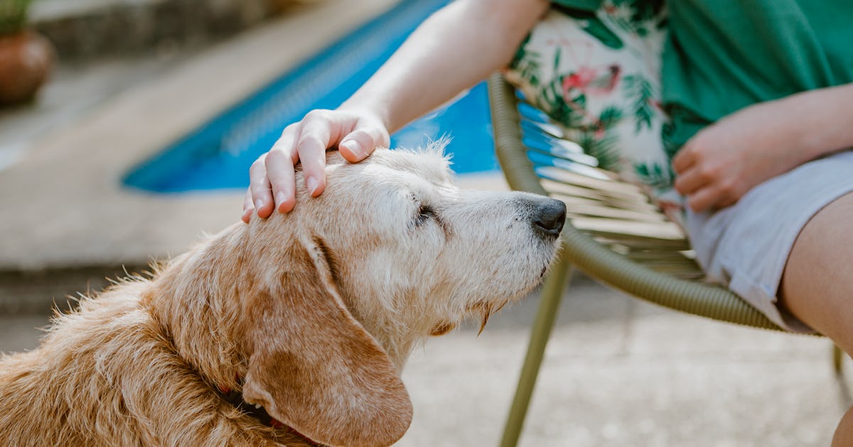 Is Dry Shampoo Good For Dogs, Or Should I Skip Straight To Real Baths?
