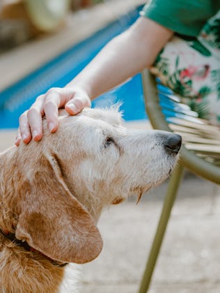 dog owner pets and plays with her outdoors in summer.