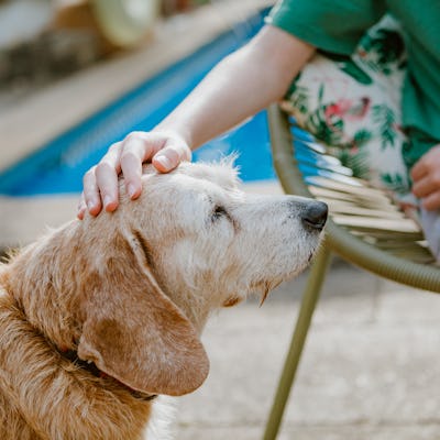 dog owner pets and plays with her outdoors in summer.