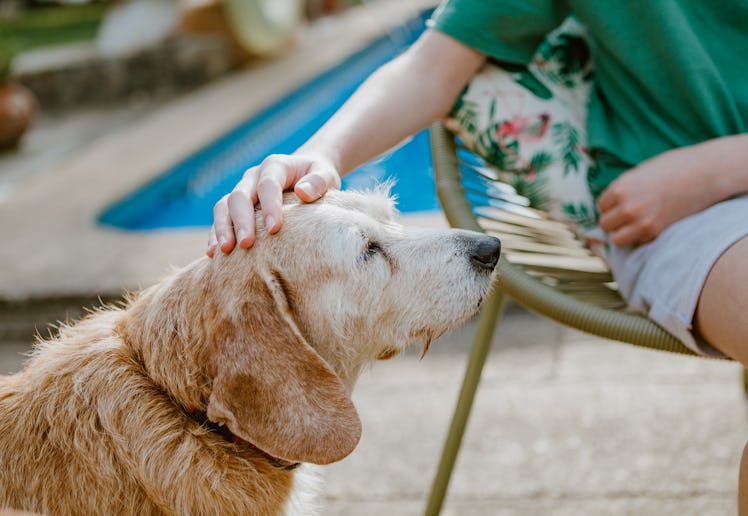 dog owner pets and plays with her outdoors in summer.