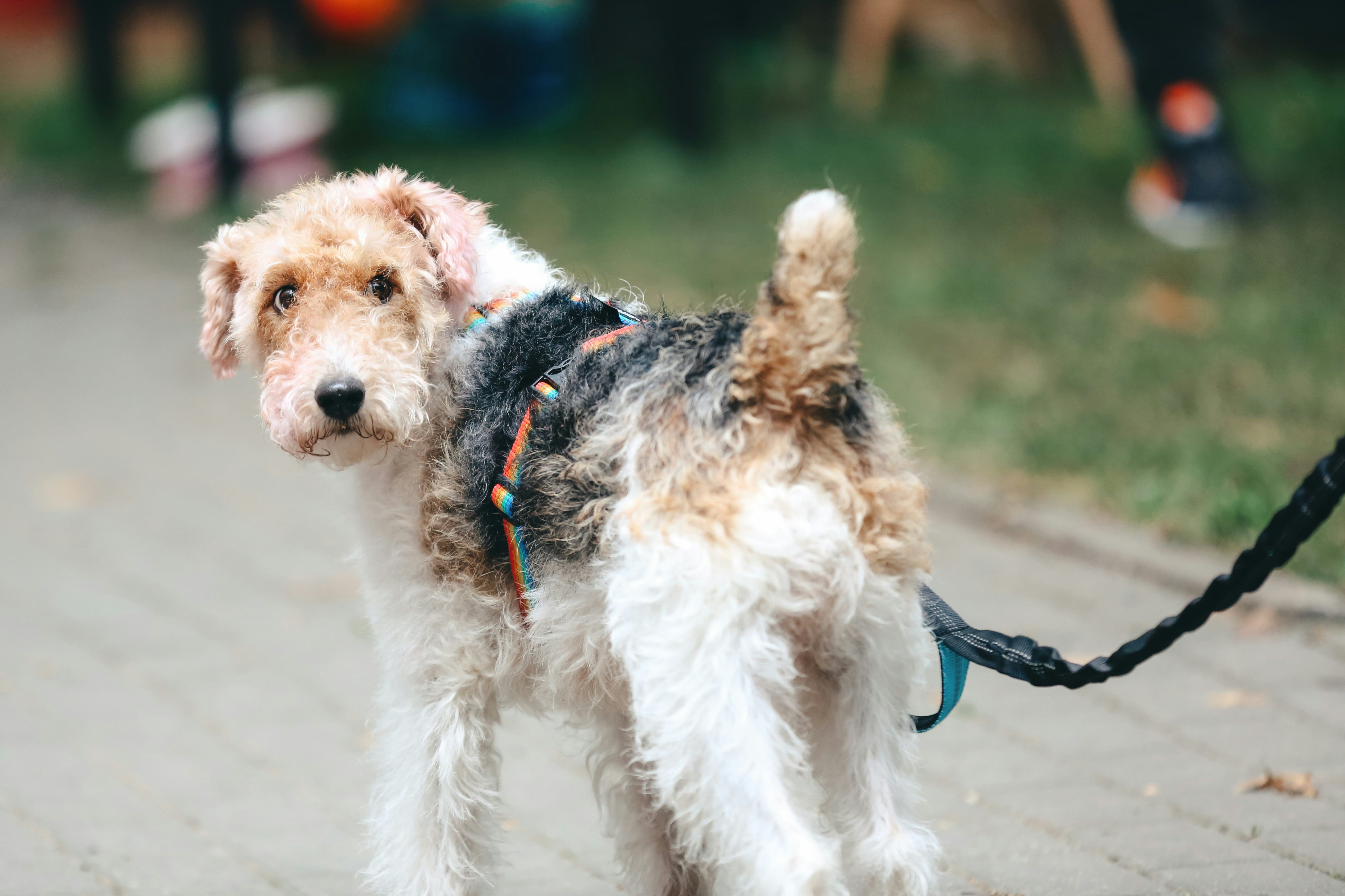 Living With Pets. Rear View Adult Wire Haired Fox Terrier Wearing Rainbow Colored Pet Leash Walking ...