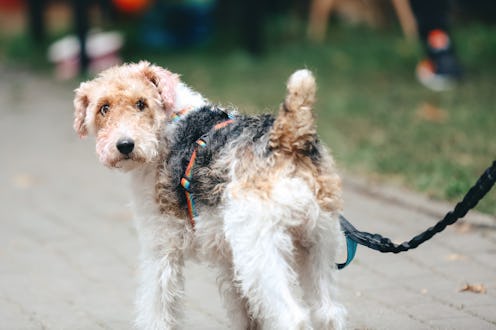 Living With Pets. Rear View Adult Wire Haired Fox Terrier Wearing Rainbow Colored Pet Leash Walking ...