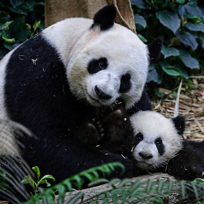 Panda parenting leans into allowing kids to explore on their own terms, rather than trying to control their every step.