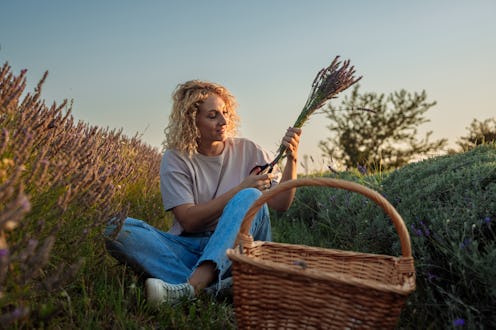 Blonde caucasian woman sitting on the ground next to a row of lavender in a field at sunset and cutt...