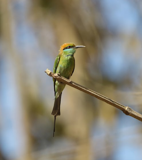 the green bee-eater, also known as asian green bee-eaterin in green blur background.this photo was t...