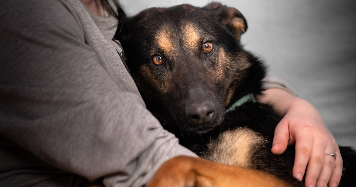 The Subtle Signs Your Dog Loves You, According To Trainers & Vets