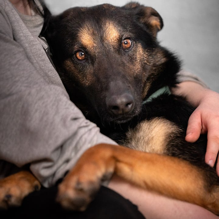 Portrait of a dog (Belgian shepherd - malinois) nestled in the arms of the owner. Photo in the home ...