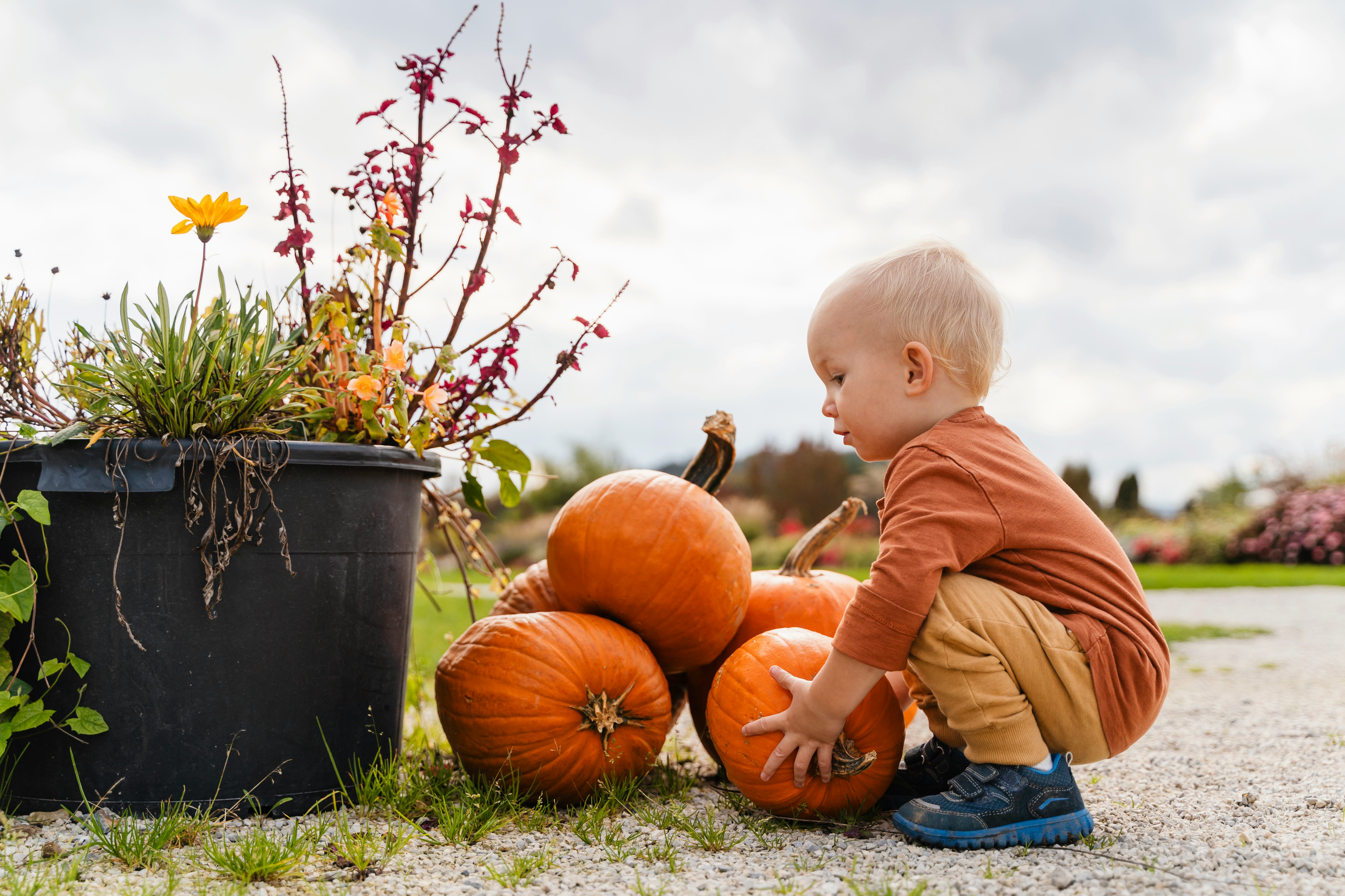 A baby boy playing in a pumpkin patch
