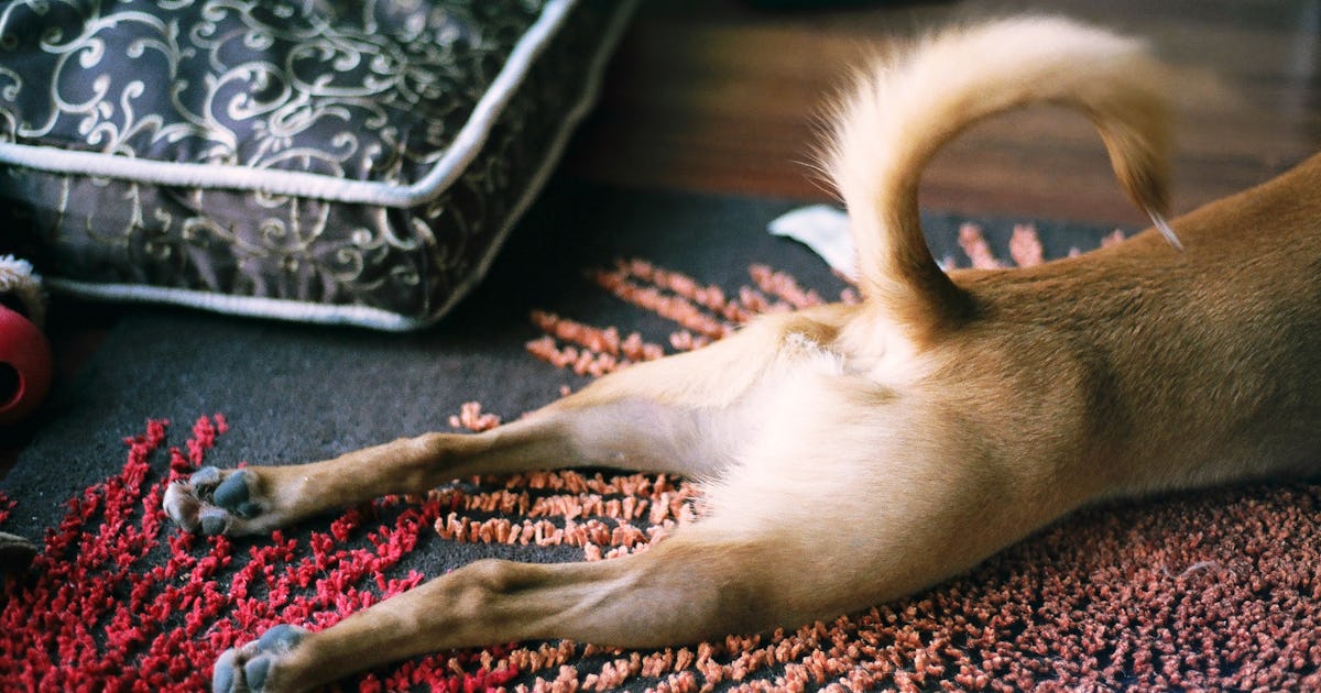 Why Do Dogs Scoot Their Butts On Carpet? A Vet Explains