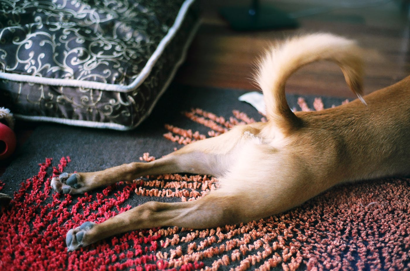 A shepherd terrier mutt dog rests at home with hind legs stretched out taking a nap on a lazy Sunday.