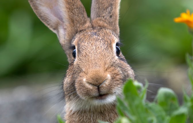 Rabbit eating flowers