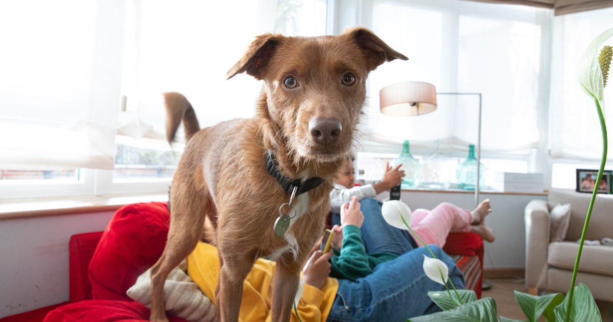 How To Keep Your Dog Off The Furniture Once & For All, Damn It