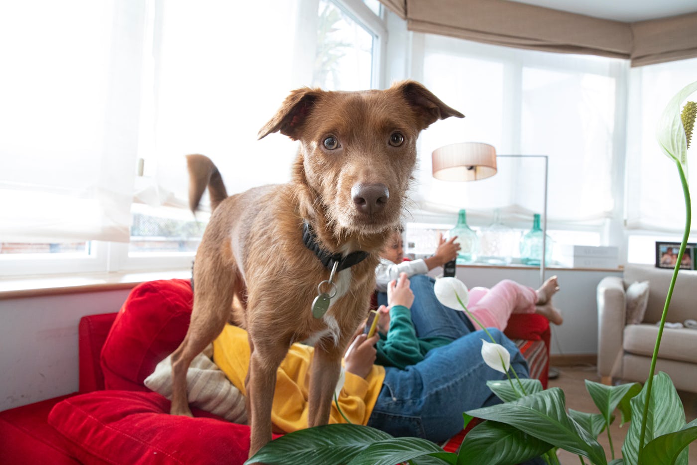 How To Keep Your Dog Off The Damn Furniture Once & For All