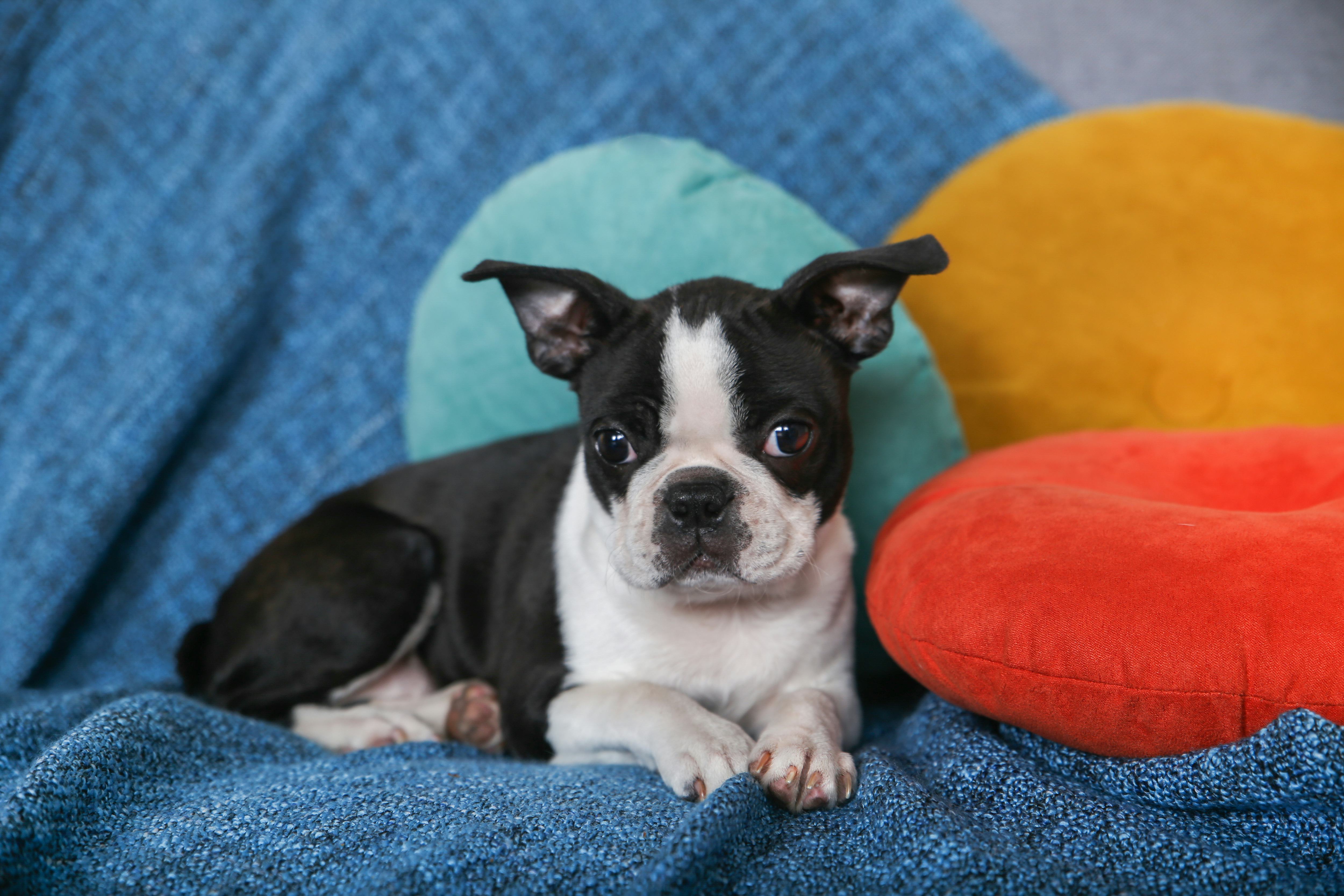 Boston terrier puppy
