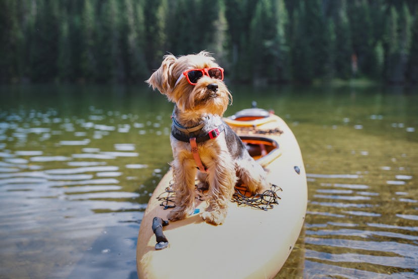 Yorkshire terrier floating on a lake