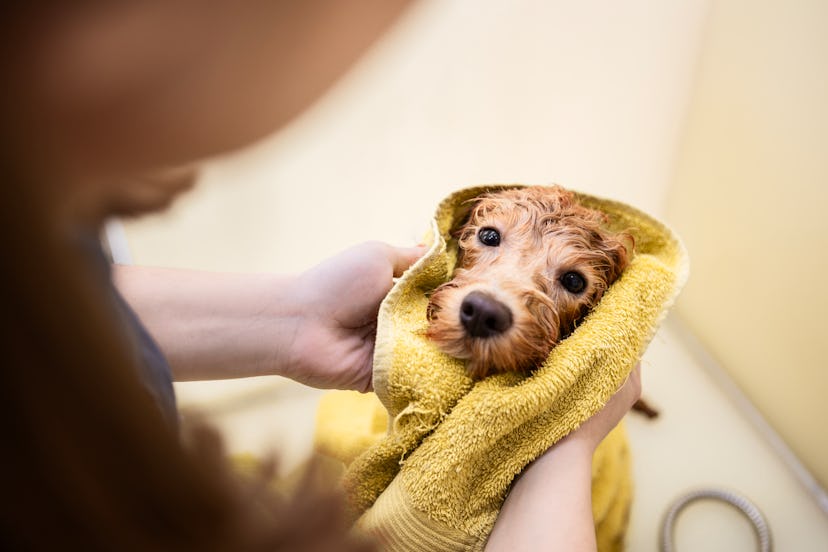 A dog after taking a bath